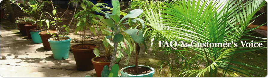 �e�`�p�����q�l�̐�